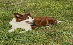 Border Collie dogs for sale: Border Collie pups  - Image 6