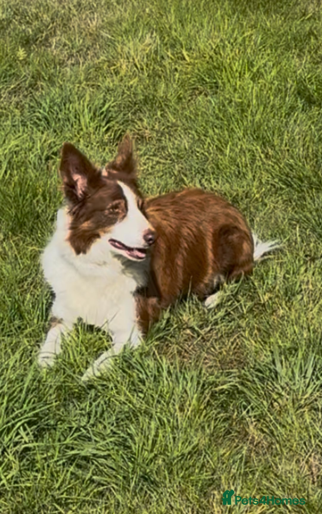 Border Collie dogs for sale: Border Collie pups  - Image 6