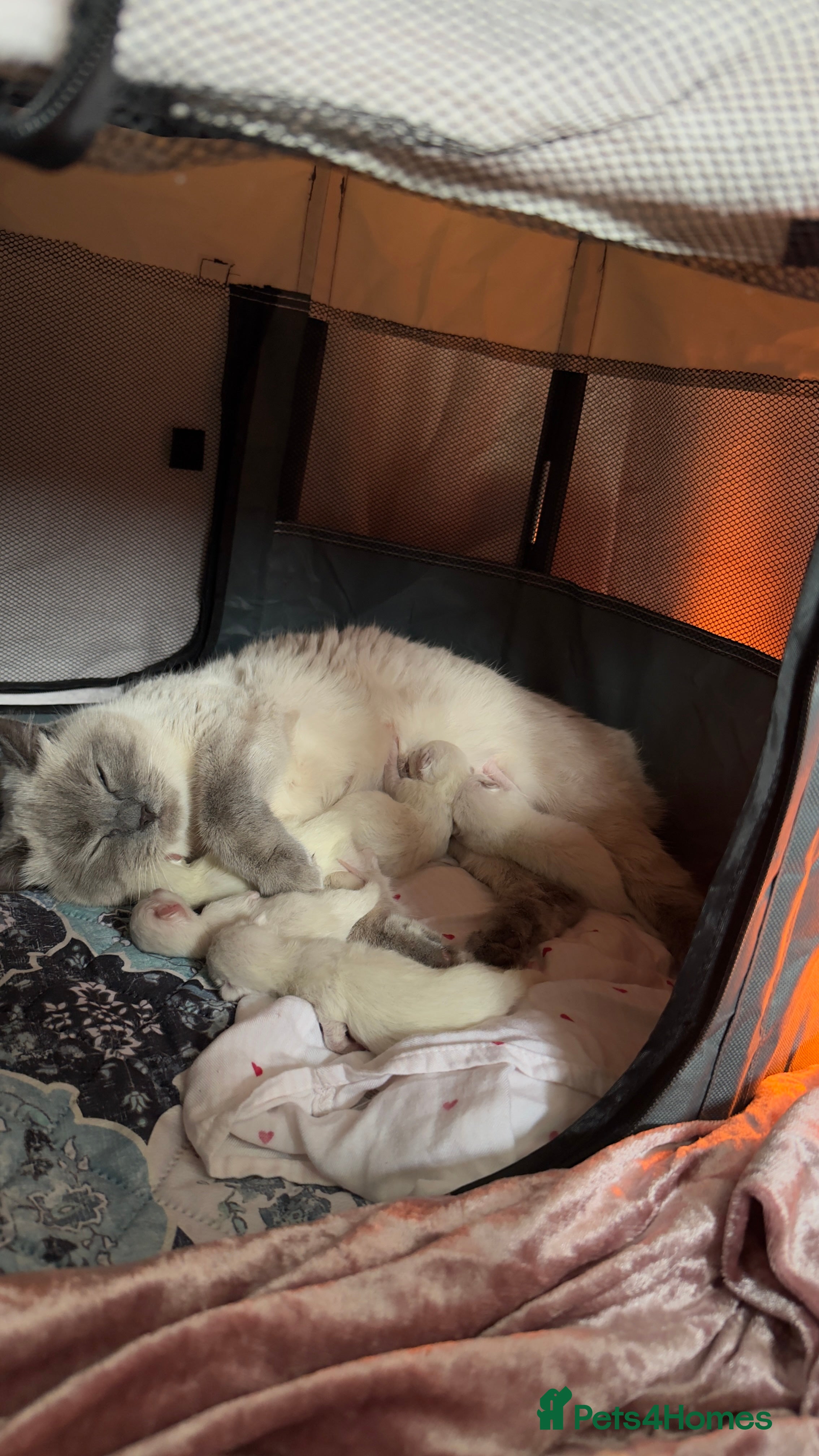 Ragdoll cats Ragdoll cross British shorthair kittens - Advert 1