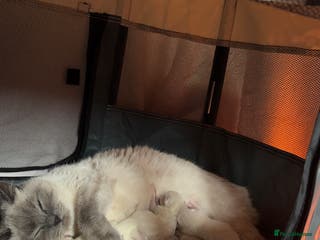 Ragdoll cats Ragdoll cross British shorthair kittens - Advert 2