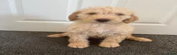 Mixed Breed dogs for sale: DNA tested Stunning labradoodle puppies - Advert 9