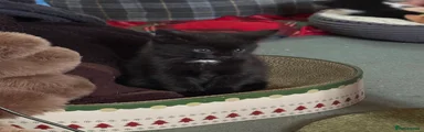 Black kitten 