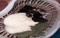 Domestic Shorthair cats for sale: Beautiful kittens for sale - ready to leave now  - Image 8