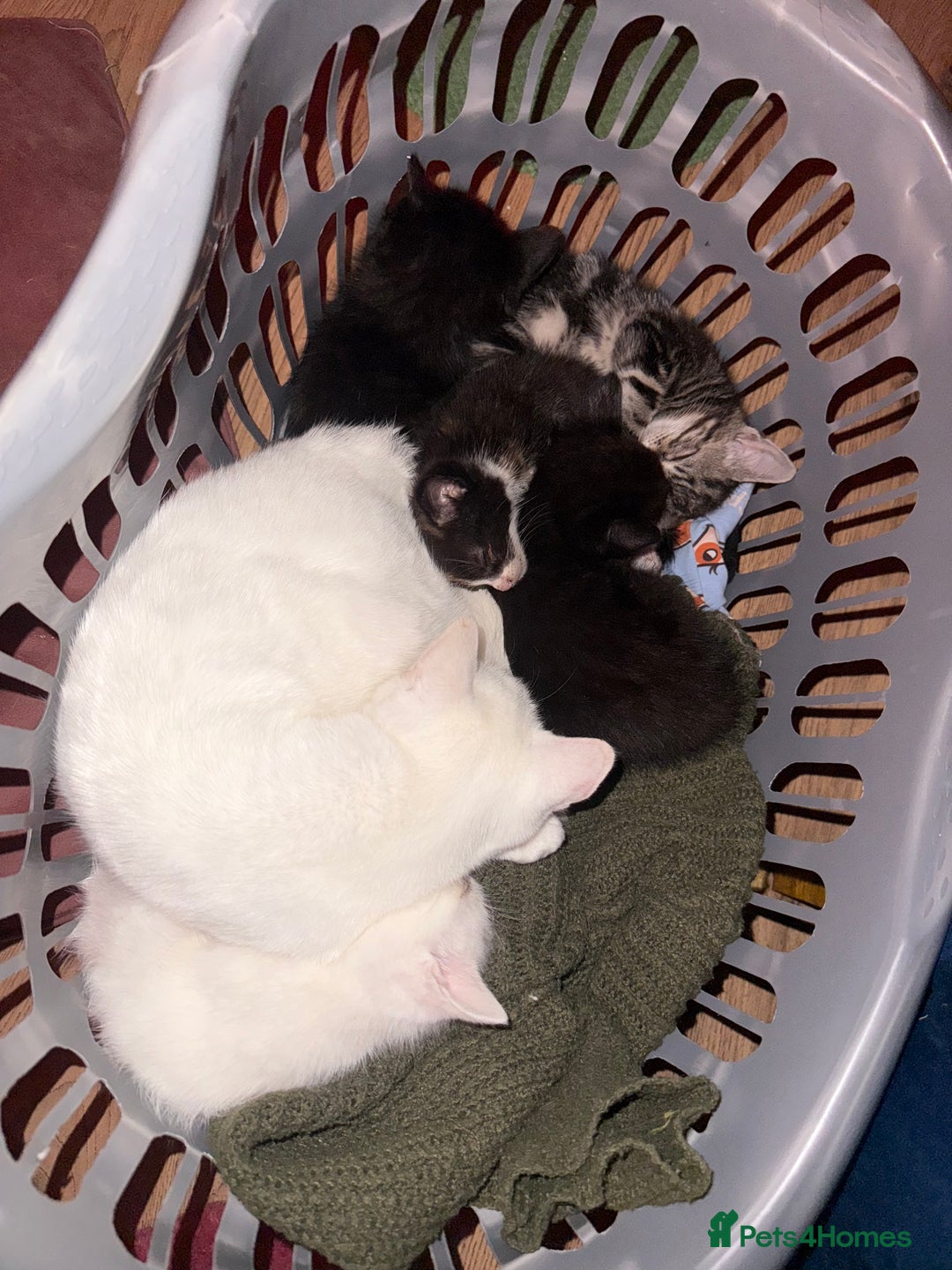 Domestic Shorthair cats for sale: Beautiful kittens for sale - ready to leave now  - Image 8