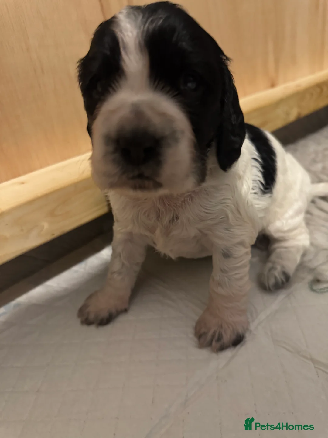 Cocker Spaniel dogs for sale: 6 cocker spaniel puppies  in Alfreton - Advert 2