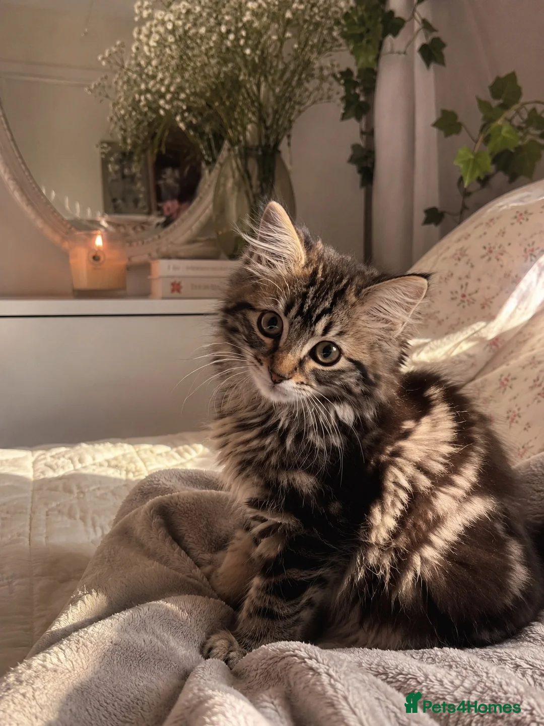 Maine Coon cats for sale: UGENT REHOMING  in Bradford - Advert 1