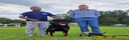 Rottweiler dogs for stud: SUPERB TOP QUALITY KCROTTWEILER FOR STUD **(ACE)** - Advert 14