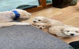 Maltipoo dogs for sale: Adorable F1 Havapoo Puppies | 2 BOYS 1 GIRL - Image 6