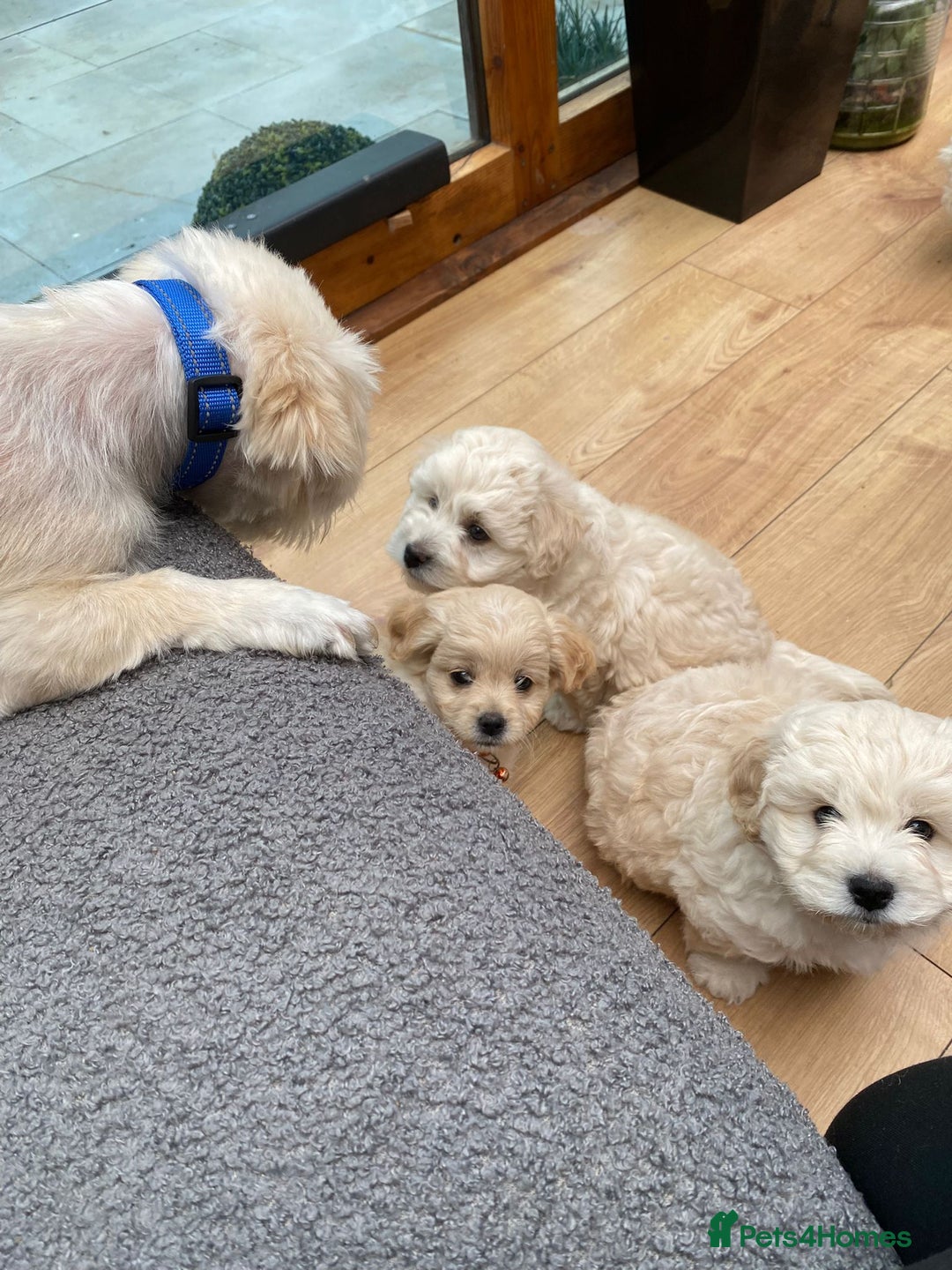Maltipoo dogs for sale: Adorable F1 Havapoo Puppies | 2 BOYS 1 GIRL - Image 6