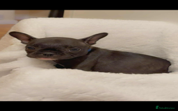 French Bulldog dogs for sale: French puppies  - Advert 17