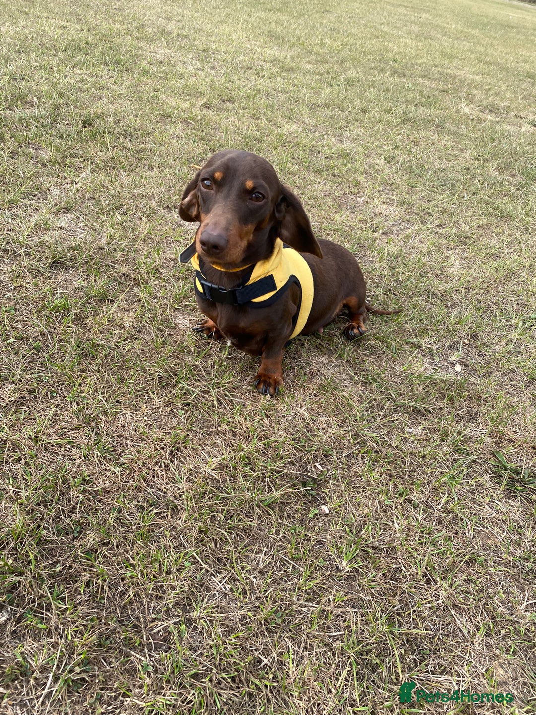 Miniature Dachshund dogs for sale: Trixie kc registered Smooth Miniature dachshund - Advert 7