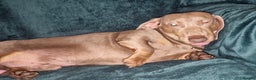 Dachshund dogs for sale: Isabella boy kc registered - Advert 4