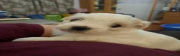 Mixed Breed dogs for sale: Lhasa Apso x Maltese puppies known as Kyi-Leos - Advert 26