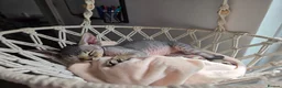Devon Rex cats for sale: 🐾 Expected Devon Rex Kittens–August 2026 🐾 - Advert 8