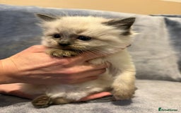 Ragdoll cats for sale: Beautiful ragdoll kittens for sale  - Advert 4