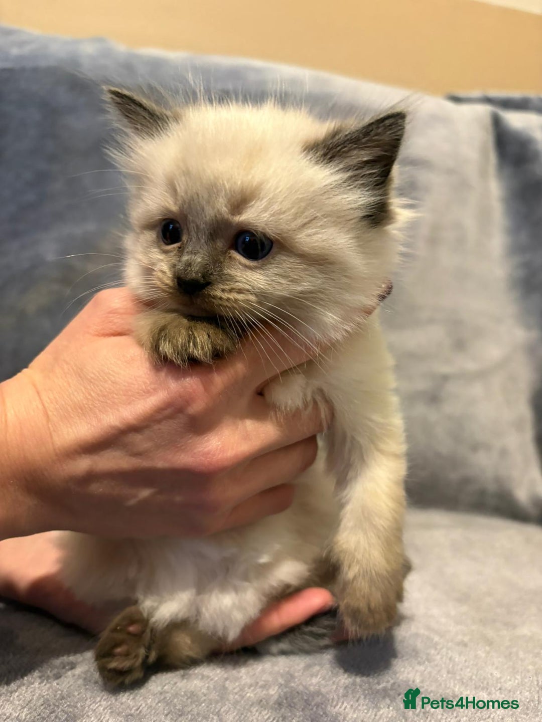 Ragdoll cats for sale: Beautiful ragdoll kittens for sale  - Advert 4
