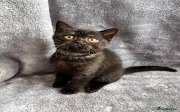 British Shorthair cats for sale: Champion Line British Shorthair Kittens - Image 4