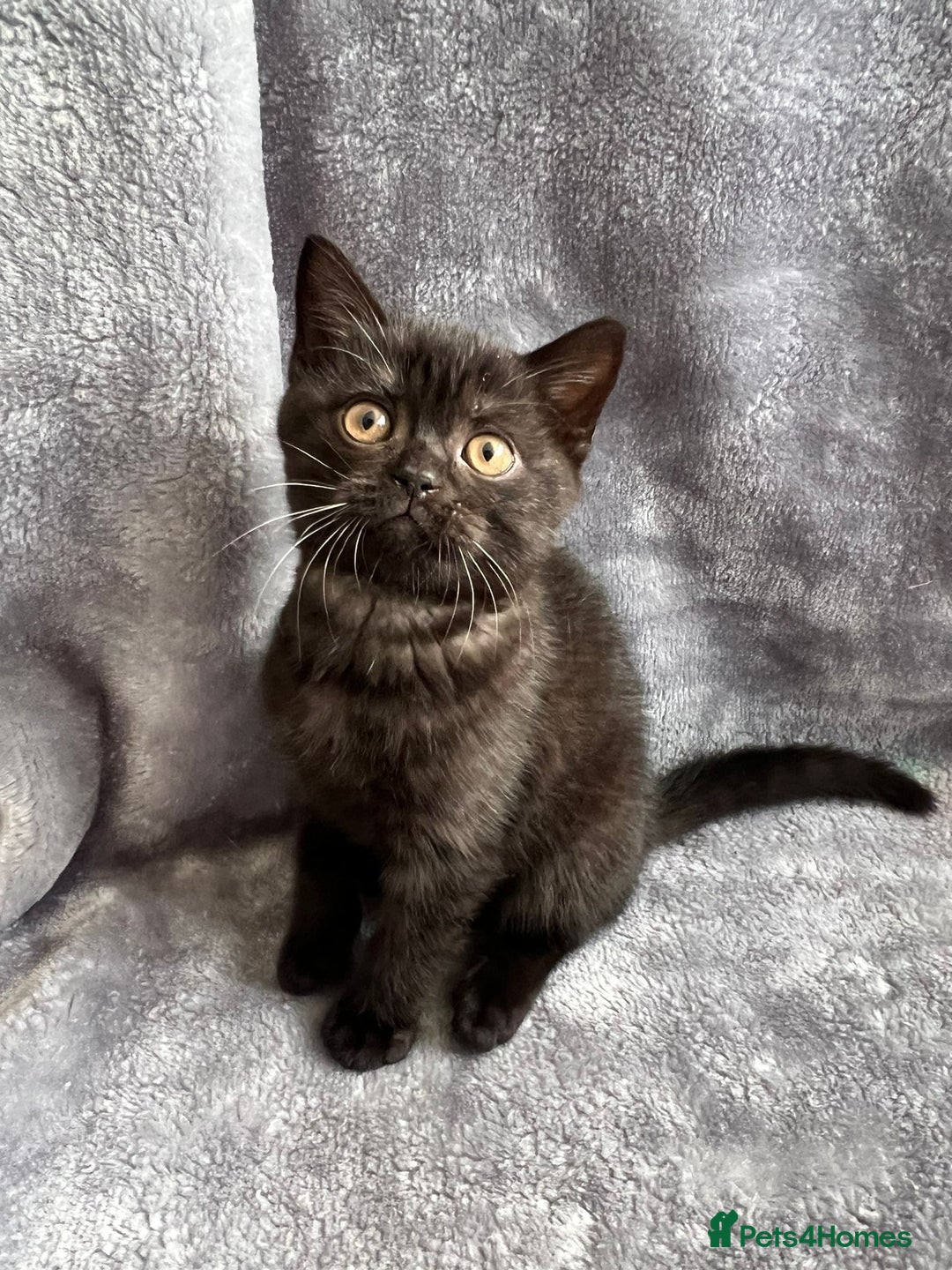British Shorthair cats for sale: Champion Line British Shorthair Kittens - Image 4