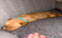 Labrador Retriever dogs for sale: Labrador Retriever Pups - Image 16