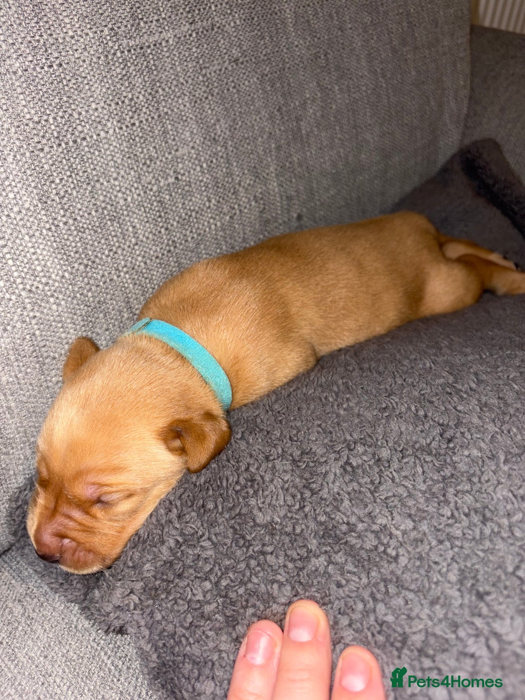 Labrador Retriever dogs for sale: Labrador Retriever Pups - Image 16
