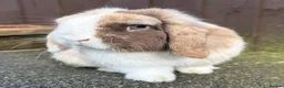 Mini Lop rabbits for sale: Chocolate Harli extreme blue eyed  - Advert 7