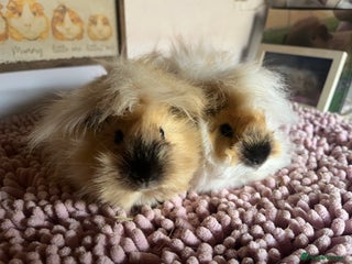 Guinea Pig rodents for sale - Advert 1