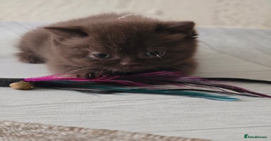 British Shorthair cats - Advert 12