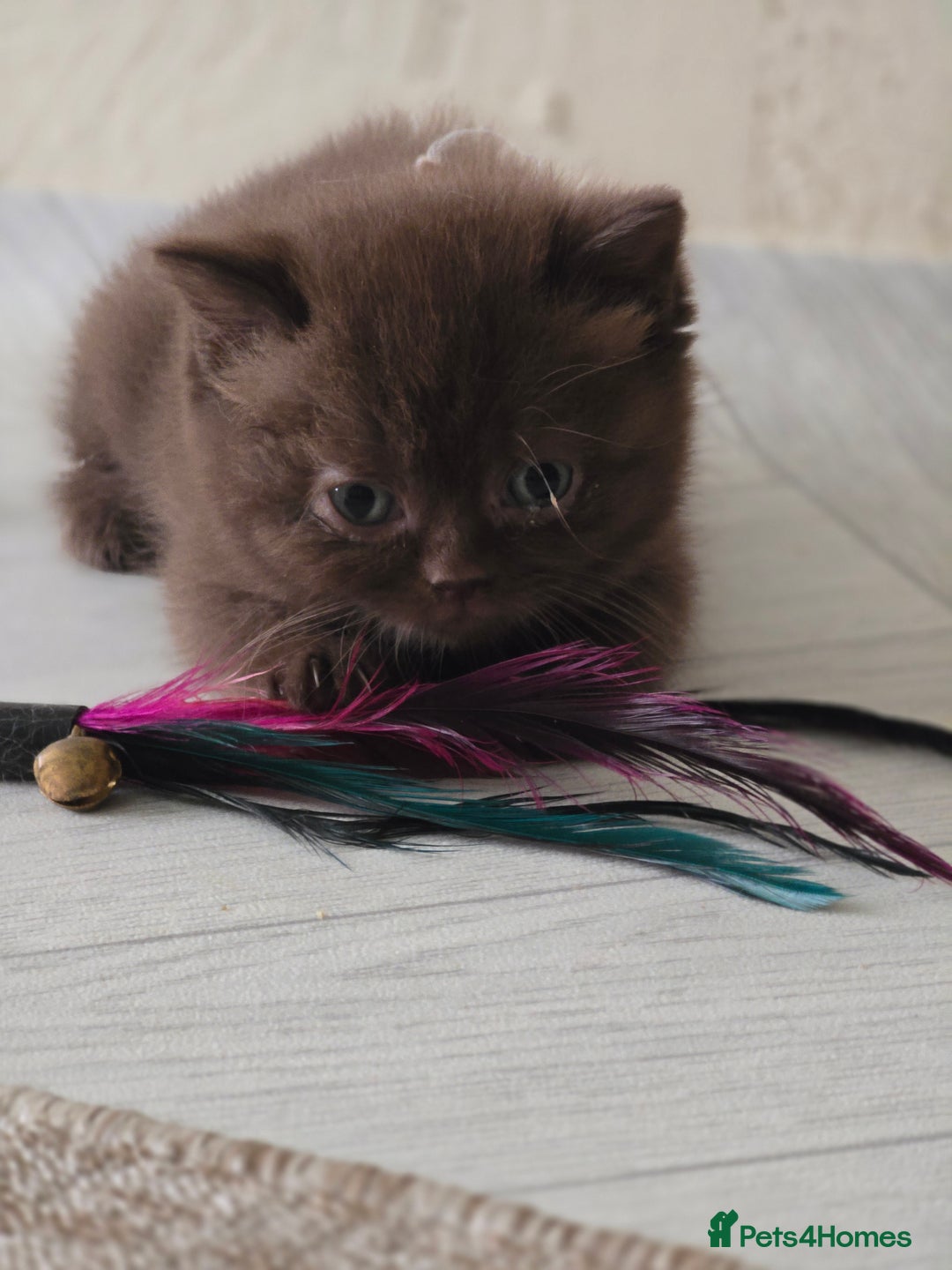 British Shorthair cats for sale: GCCF Chocolate British Shorthair kittens  - Image 3