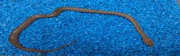 Python Snake reptiles for sale: Children's Python's Het T+Albino - Advert 7