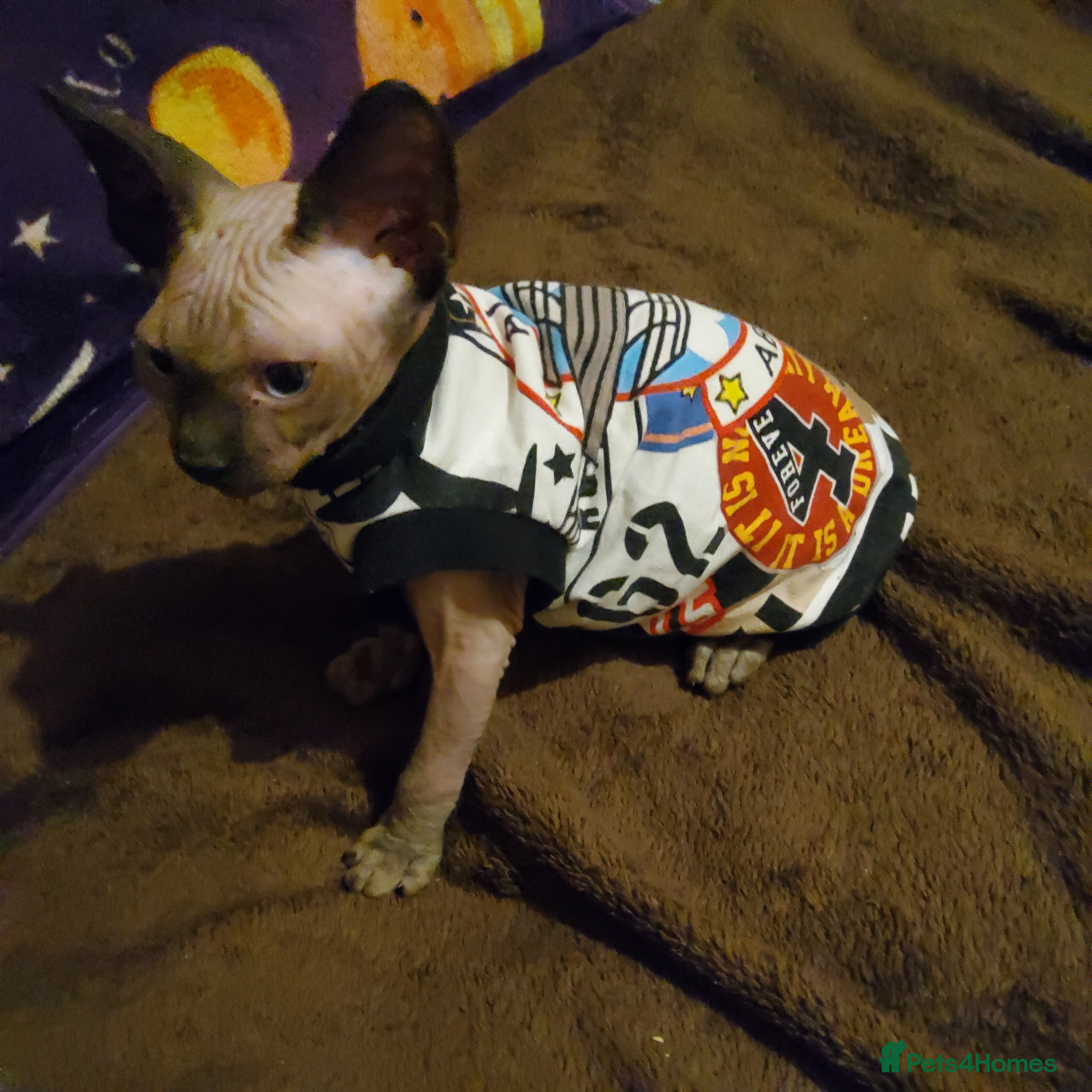 Sphynx cats Two wonderful boys are for sale. - Advert 2