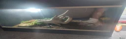 Python Snake reptiles for sale: Ball python with full set up in Manchester - Advert 3