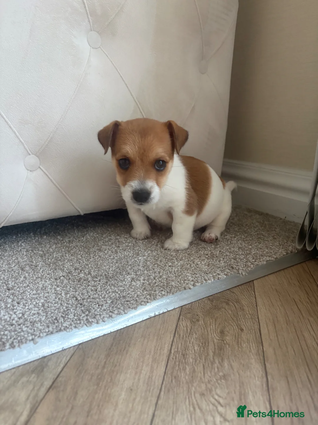 Jack Russell dogs for sale: Boy jack russel in Evesham - Advert 6