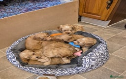 Cockapoo dogs for sale: READY NOW !! ONLY 3 COCKERPOO PUPPIES LEFT !!! in Alfreton - Image 20