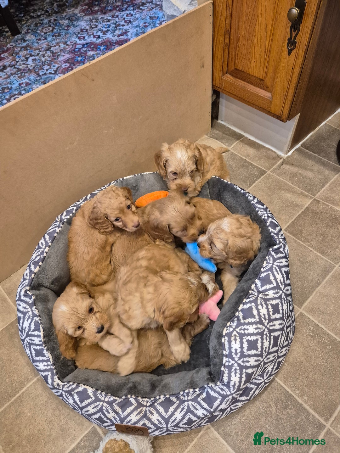 Cockapoo dogs for sale: READY NOW !! ONLY 3 COCKERPOO PUPPIES LEFT !!! in Alfreton - Image 20