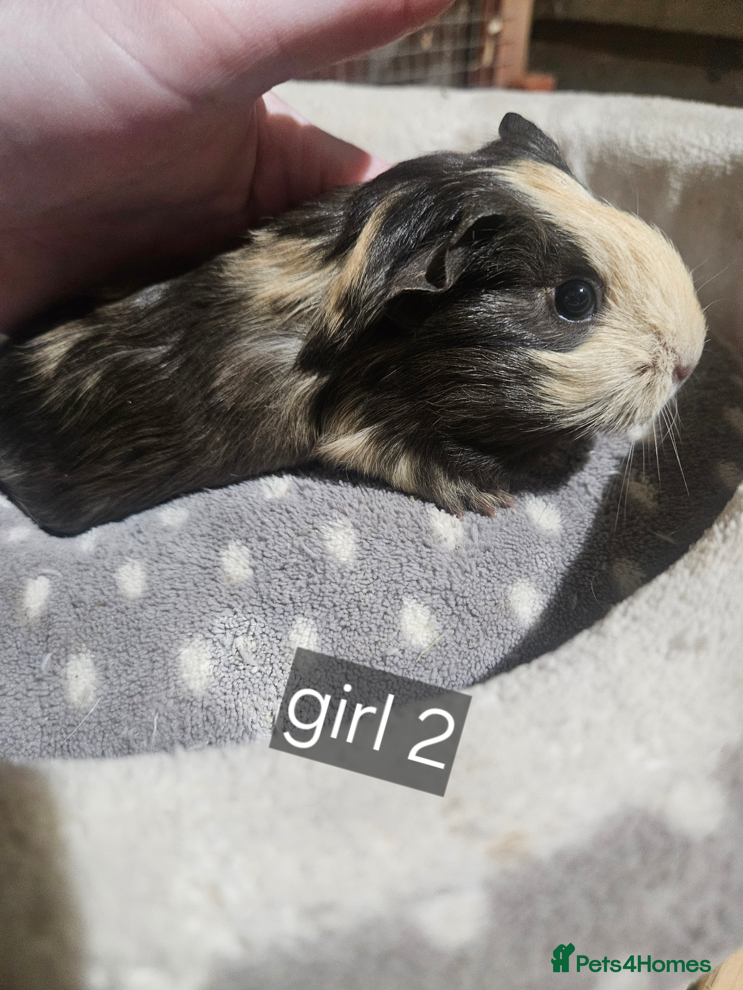 Guinea Pig rodents Baby boy guinea pigs ready now - Advert 6