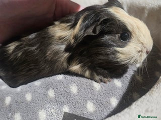 Guinea Pig rodents Baby boy guinea pigs ready now - Advert 6