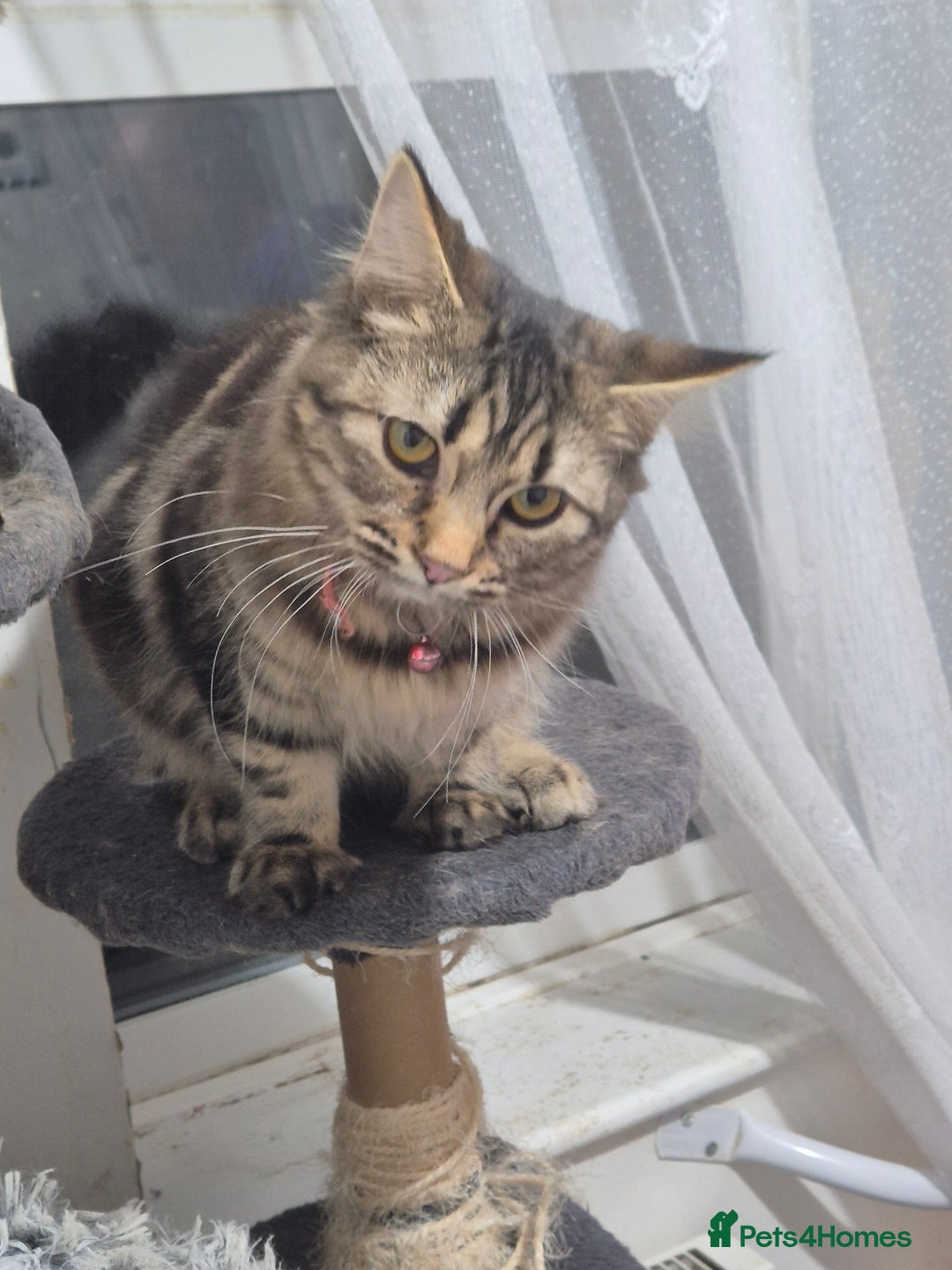 Bengal cats for sale: Beautiful Bengal X Maine Coon - Advert 2