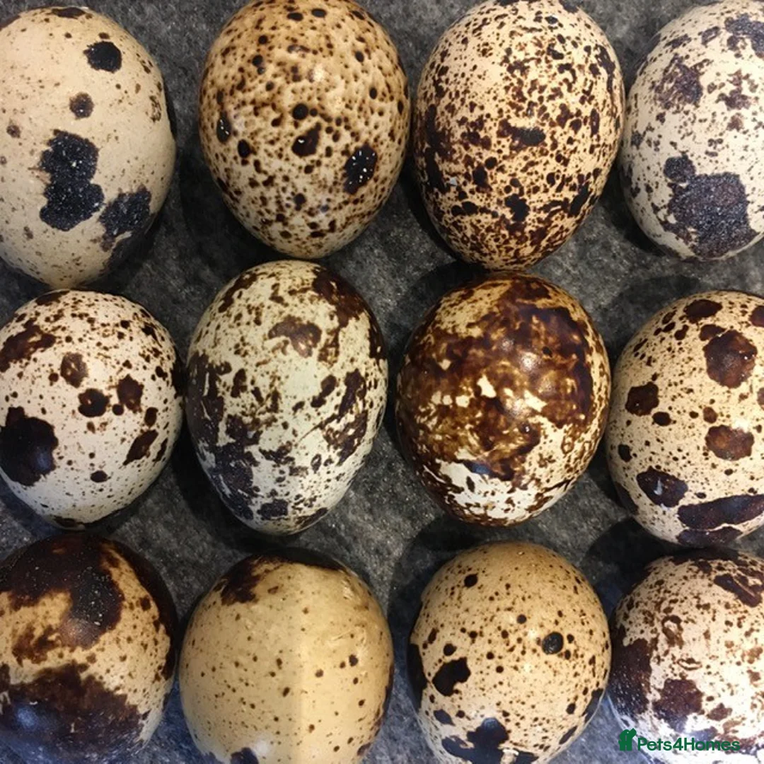 Quail poultry for sale: Healthy Quails , Chinese and Japenese Quails  - Advert 11