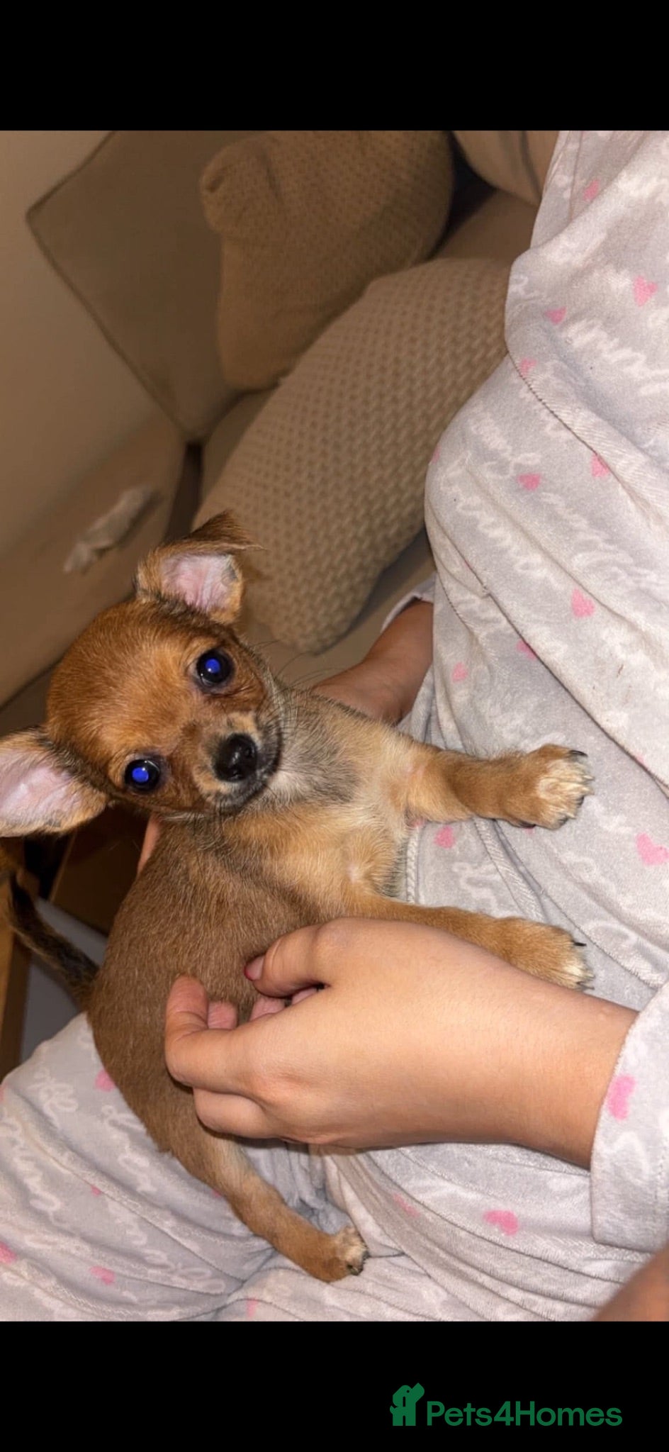 Chihuahua dogs Chihuahua boys long coat READY TO LEAVE NOW 💙 - Advert 1