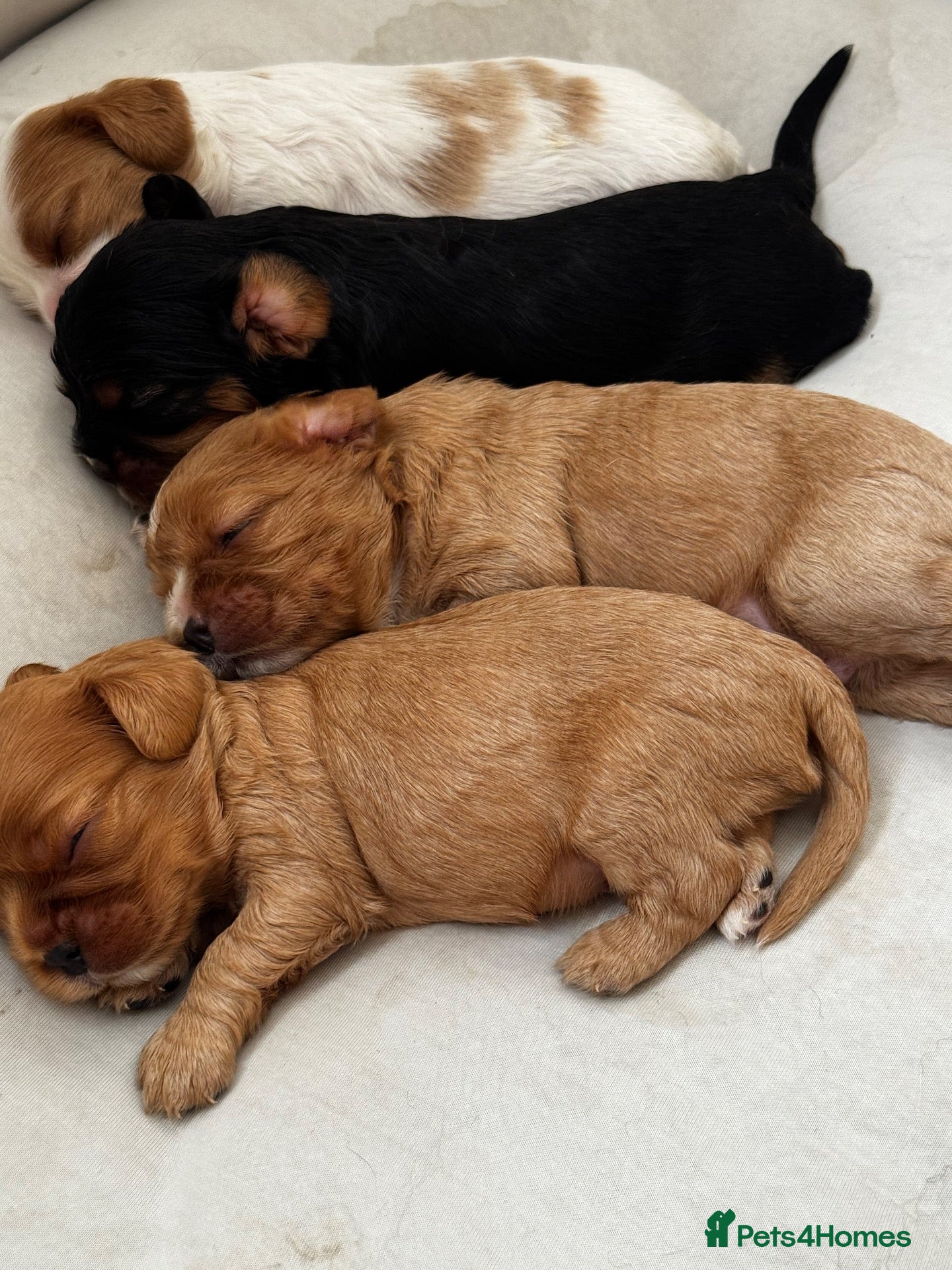Cavalier King Charles Spaniel dogs Health tested cavalier King Charles spaniel pups - Advert 8