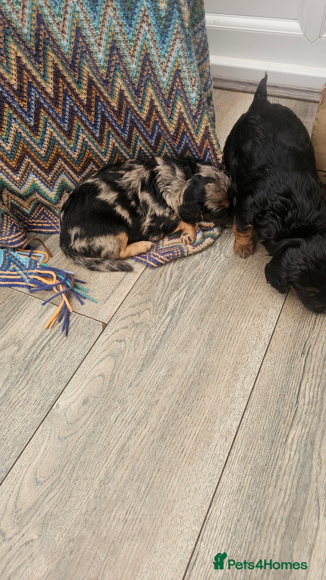 Cockapoo dogs for sale: The best cockapoos - Image 9