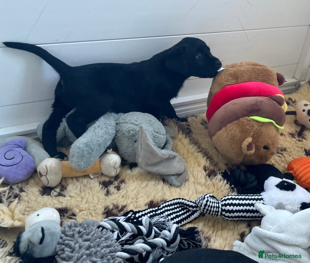 Labrador Retriever dogs for sale: KC Black Puppy ,Extensively health tested parents - Advert 7