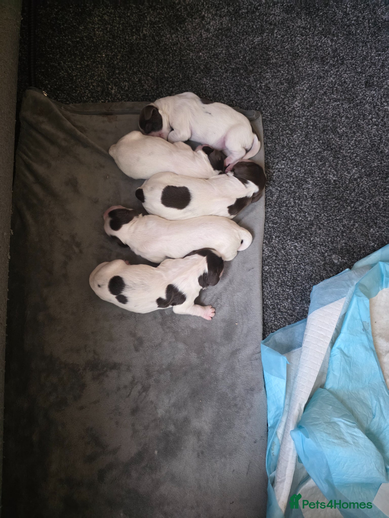 Sprocker dogs Beautiful Sprocker puppies  - Advert 7
