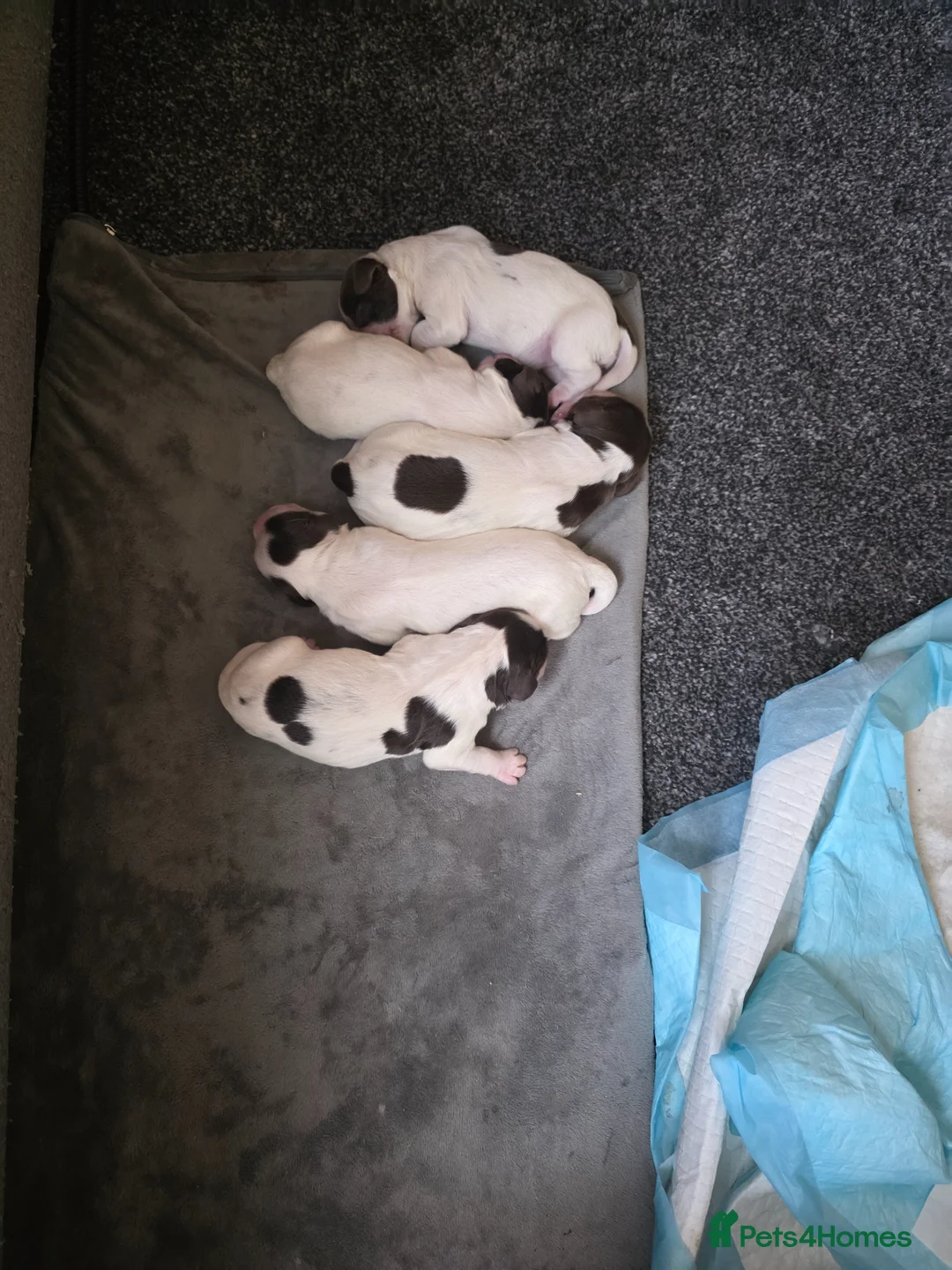 Sprocker dogs for sale: Beautiful Sprocker puppies  - Advert 1