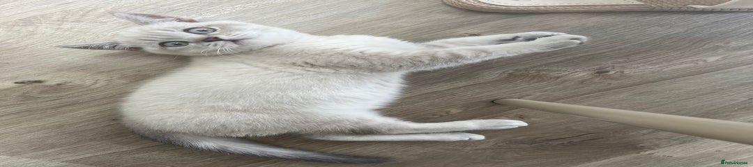 British Shorthair Kitten 1