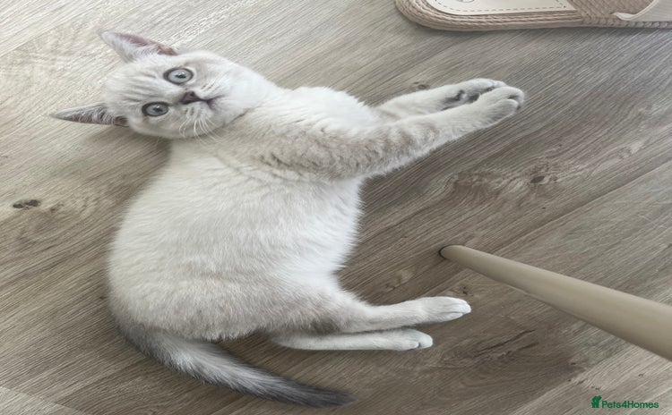British Shorthair cats - Advert 5