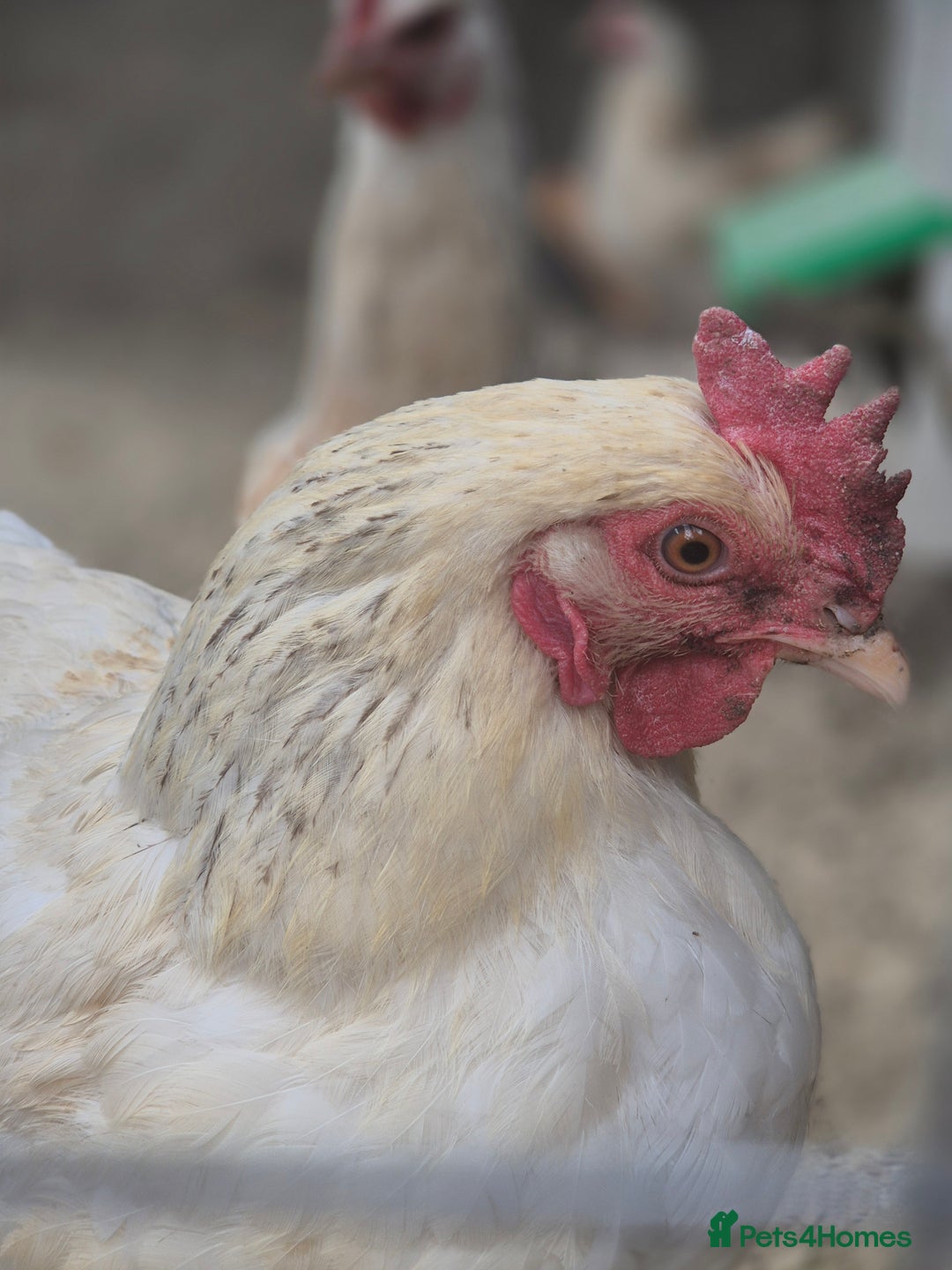 Chickens poultry for sale: Point of lay sussex ranger hens - Image 2