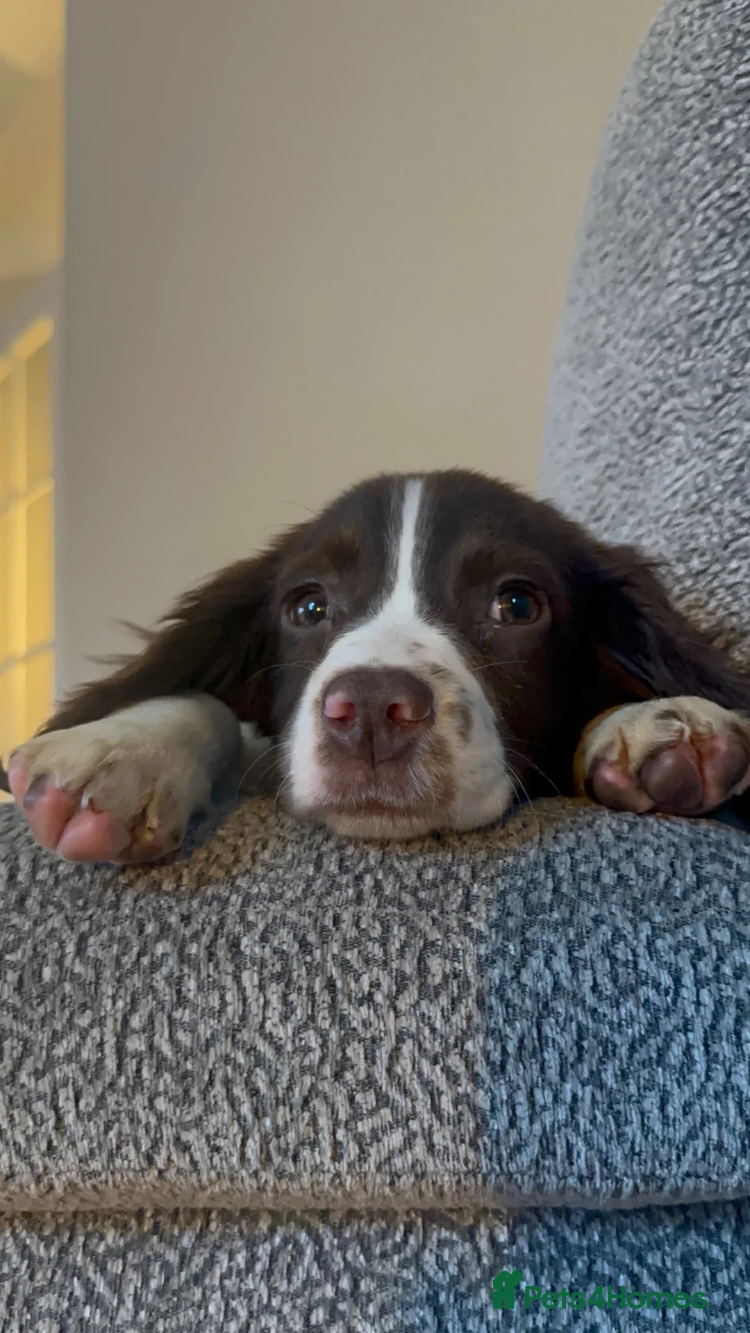 English Springer Spaniel dogs for sale: English Springer Spaniel – Female – 8 Months Old in Ipswich - Advert 5