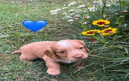 Cocker Spaniel dogs for sale: GORGEOUS WORKING COCKER PUPS - Image 11