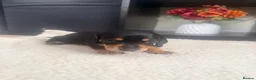 Miniature Dachshund dogs for sale: Lovely litter of 5 Miniature Dachshunds  - Advert 22